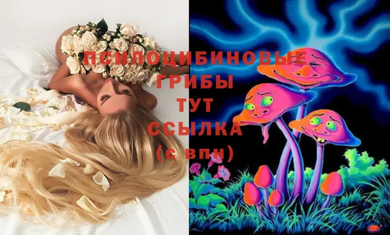 Галлюциногенные грибы Psilocybe Аткарск